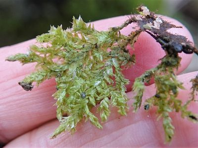 Trachyloma planifolium, photographed by Jacqui Geux