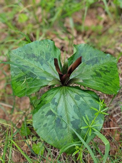 Trillium kurabayashii, photographed by Franco Folini