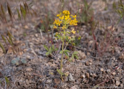 Cleomella hillmanii, photographed by Tim Messick