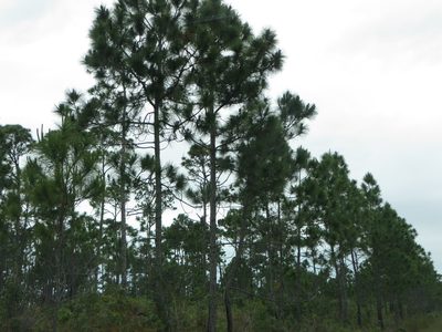 Pinus caribaea, photographed by Ben Machado