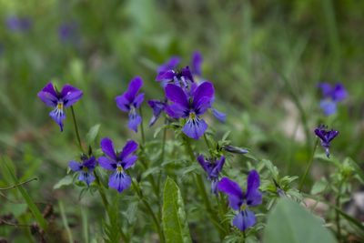 Viola declinata, photographed by Conrad Altmann