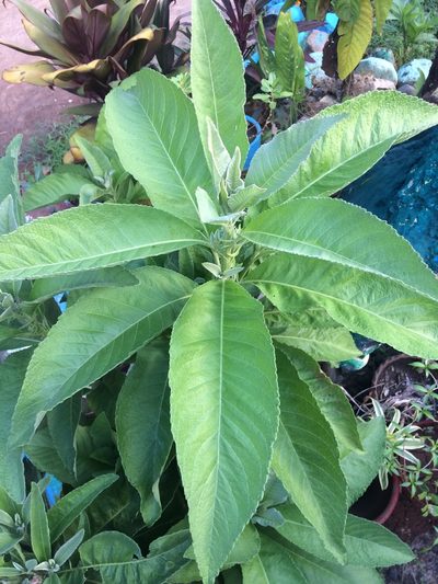 Blumea balsamifera, photographed by Greg III Espera