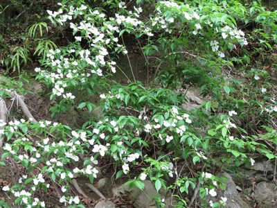 Hydrangea scandens, photographed by Marco Mussita