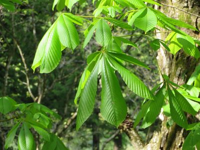 Aesculus turbinata, photographed by Marco Mussita