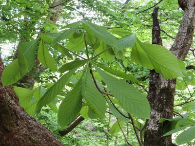Aesculus turbinata, photographed by Marco Mussita