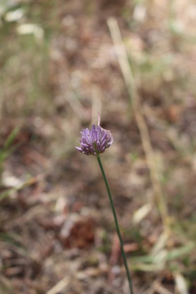 Allium acutiflorum, photographed by Fabien Piednoir