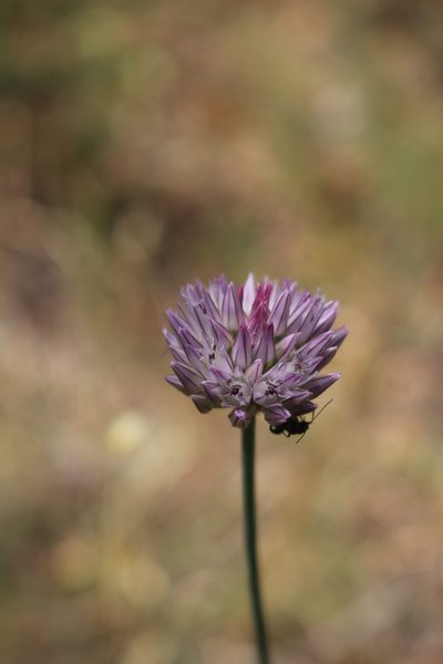 Allium acutiflorum, photographed by Fabien Piednoir