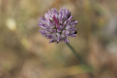 Allium acutiflorum, photographed by Fabien Piednoir