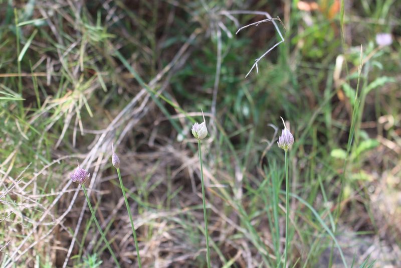 Allium acutiflorum, photographed by Fabien Piednoir