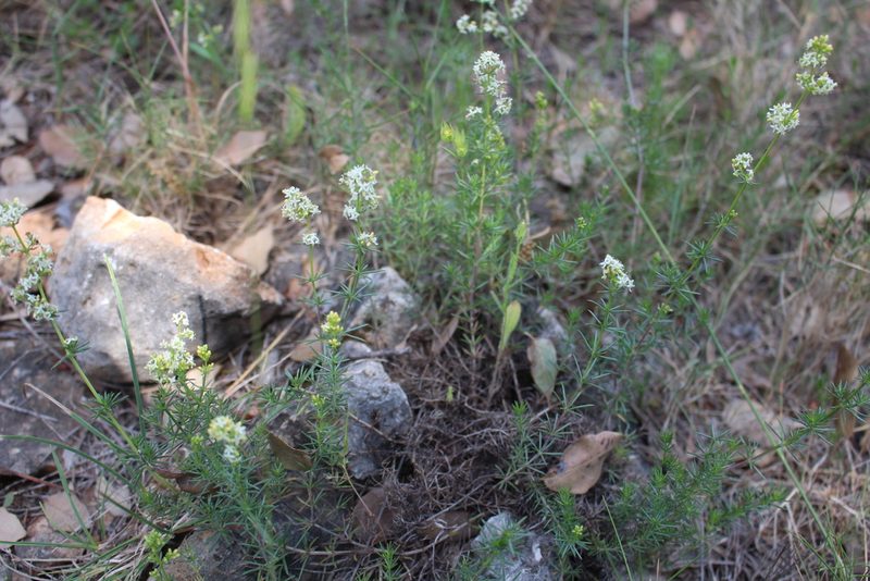 Galium pumilum, photographed by Fabien Piednoir