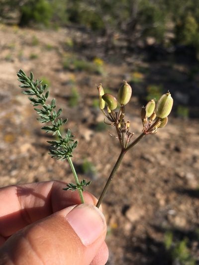 Lomatium eastwoodiae, photographed by Cecelia Alexander