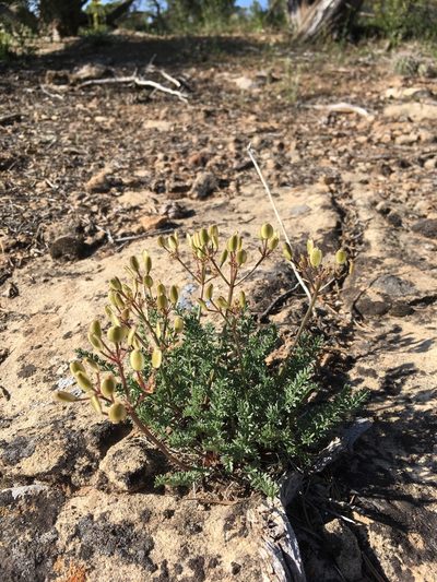 Lomatium eastwoodiae, photographed by Cecelia Alexander