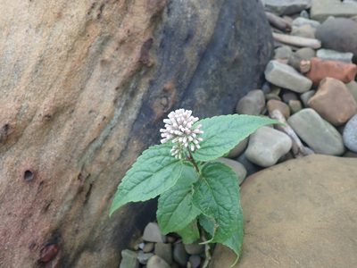 Eupatorium luchuense, photographed by Meng-Ying Tsai