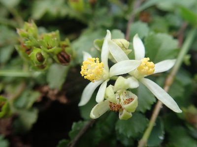 Grewia piscatorum, photographed by Meng-Ying Tsai