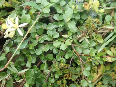 Grewia piscatorum, photographed by Meng-Ying Tsai