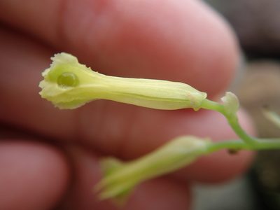 Corydalis balansae, photographed by Meng-Ying Tsai