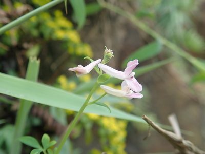 Corydalis decumbens, photographed by Meng-Ying Tsai