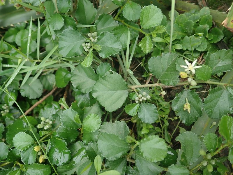 Grewia piscatorum, photographed by Meng-Ying Tsai