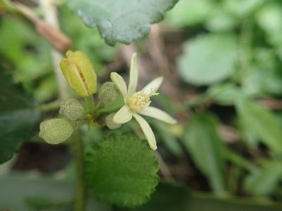 Grewia piscatorum, photographed by Meng-Ying Tsai