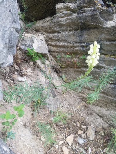 Linaria peloponnesiaca, photographed by Andy