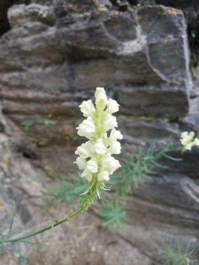 Linaria peloponnesiaca, photographed by Andy