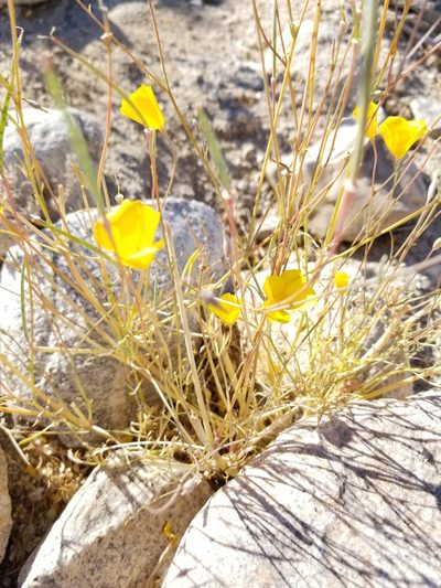 Eschscholzia papastillii, photographed by Rod