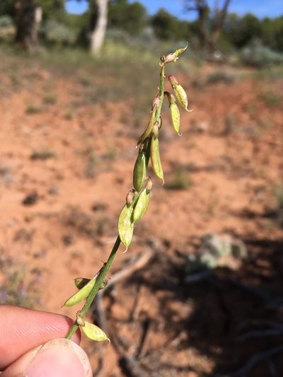 Astragalus wingatanus, photographed by Cecelia Alexander