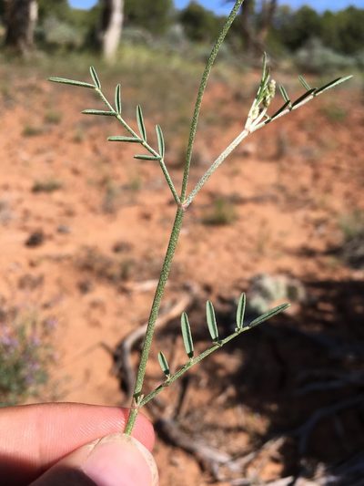 Astragalus wingatanus, photographed by Cecelia Alexander