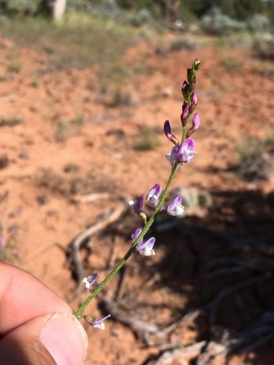 Astragalus wingatanus, photographed by Cecelia Alexander