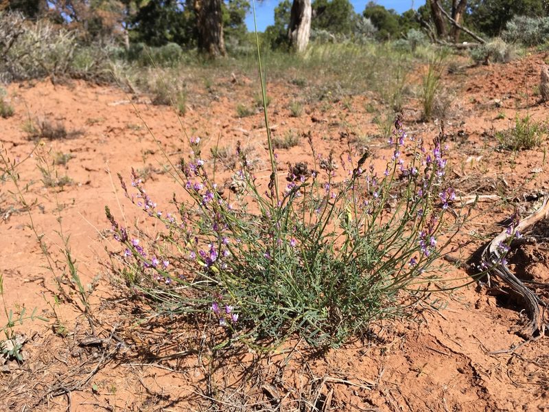 Astragalus wingatanus, photographed by Cecelia Alexander