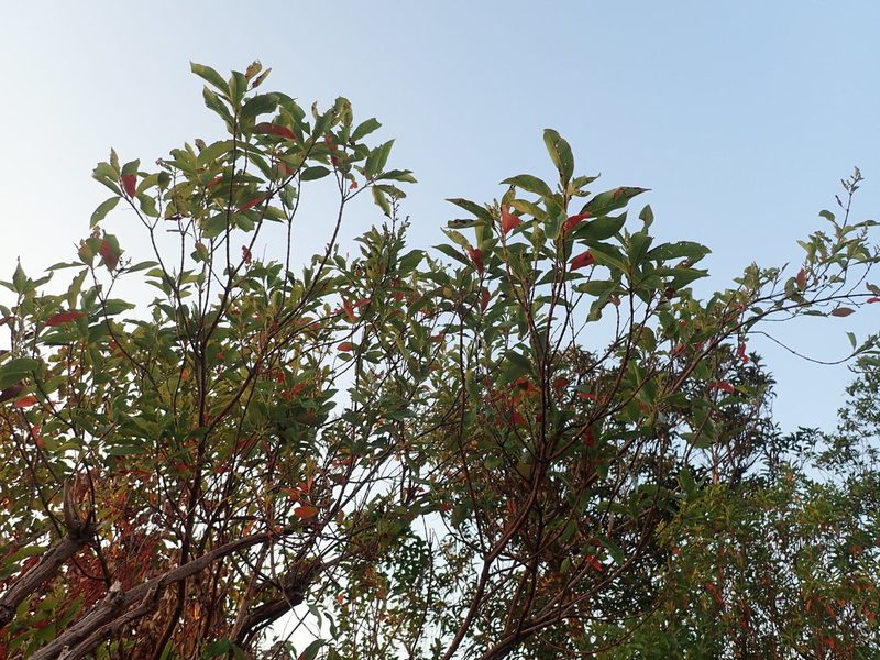 Wendlandia glabrata, photographed by Nolan Exe