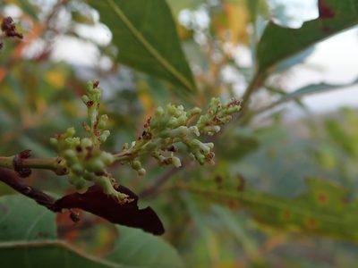 Wendlandia glabrata, photographed by Nolan Exe