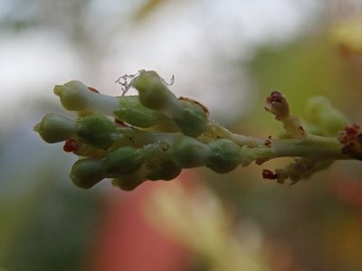 Wendlandia glabrata, photographed by Nolan Exe