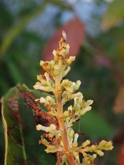 Wendlandia glabrata, photographed by Nolan Exe