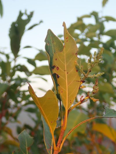 Wendlandia glabrata, photographed by Nolan Exe