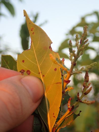 Wendlandia glabrata, photographed by Nolan Exe