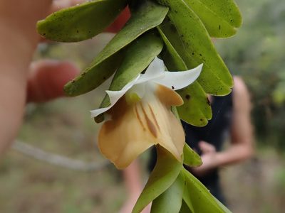 Dendrobium ellipsophyllum, photographed by Nolan Exe