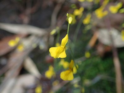 Utricularia odorata, photographed by Nolan Exe
