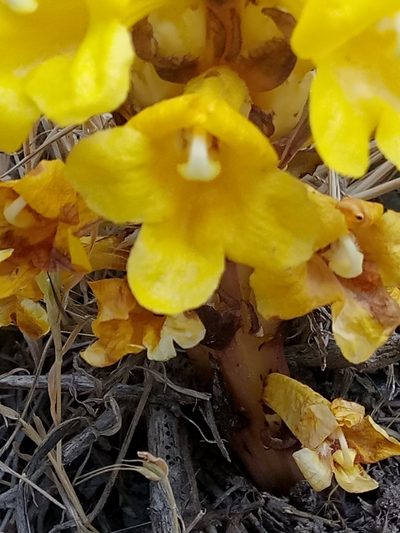 Cistanche lutea, photographed by Karim Haddad