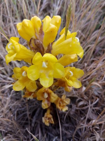 Cistanche lutea, photographed by Karim Haddad
