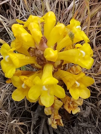 Cistanche lutea, photographed by Karim Haddad