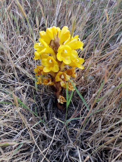 Cistanche lutea, photographed by Karim Haddad