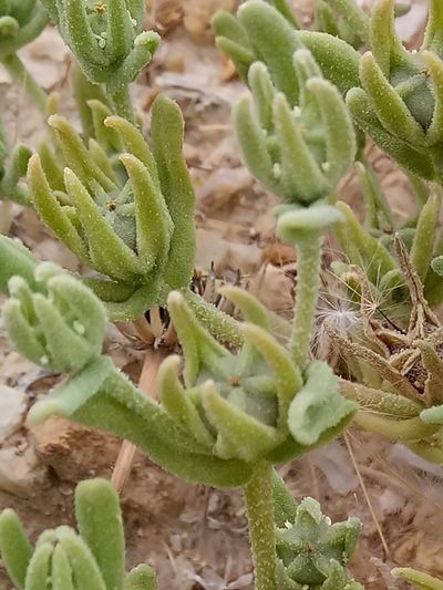 Aizoanthemopsis hispanica, photographed by Karim Haddad