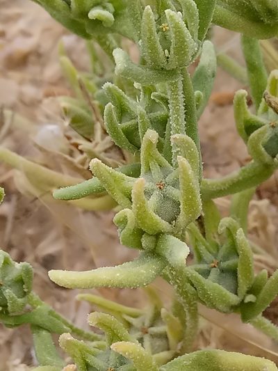 Aizoanthemopsis hispanica, photographed by Karim Haddad