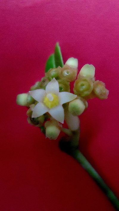 Eumachia chaenotricha, photographed by russiannaturalistbrazil