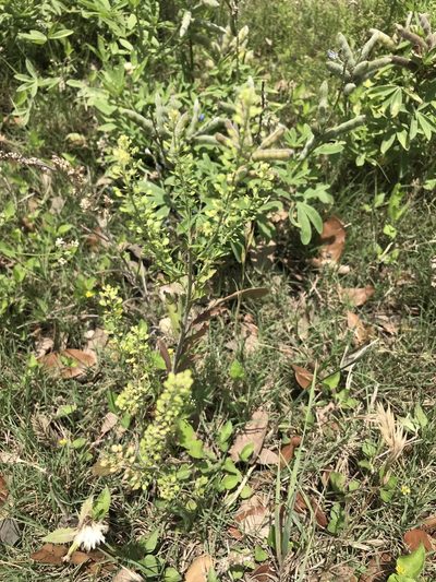 Lepidium austrinum, photographed by Gary Rogers