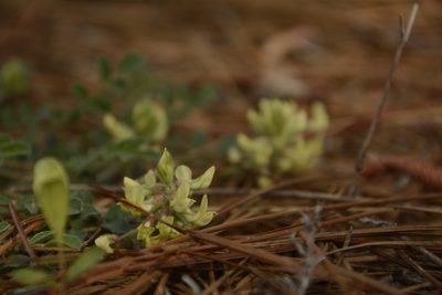 Astragalus villosus, photographed by Siddarth Machado