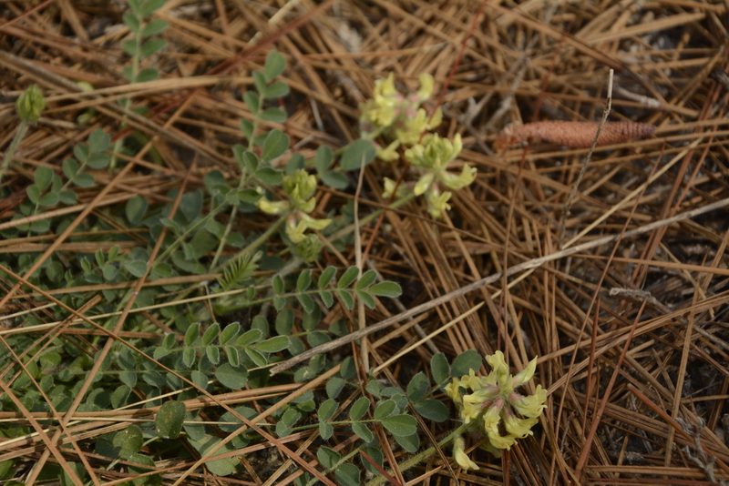 Astragalus villosus, photographed by Siddarth Machado