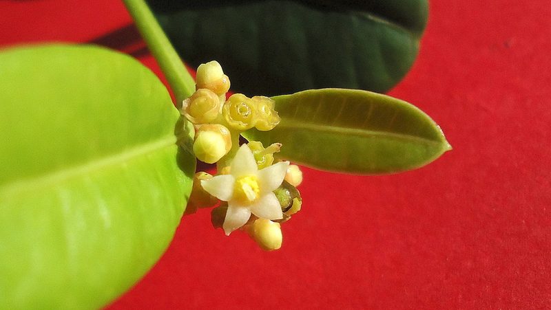 Eumachia chaenotricha, photographed by russiannaturalistbrazil