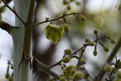 Furcraea cabuya, photographed by Neptalí Ramírez Marcial